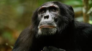 El imperio de los chimpancés — foto 7