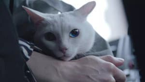 吾輩は猫である! — foto 1