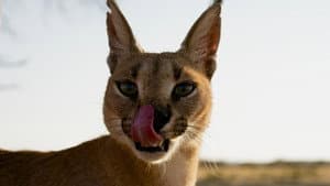 The Story of Cats — foto 2