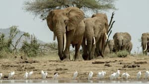 Kenia - Eine Oase im Sand — foto 1