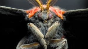 Micro Monsters with David Attenborough — foto 11