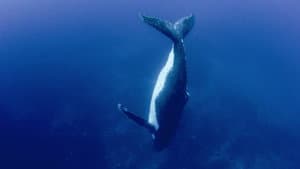 Ballenas y delfines
