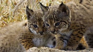 El cachorro de lince
