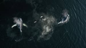 The Whale and the Raven — foto 1
