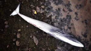 What Killed the Whale? — foto 1