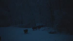 The Human Hibernation — foto 8