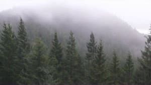 Fog Movies Live — foto 1