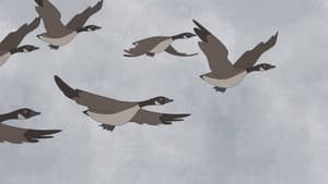 Hudson Geese — foto 4