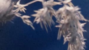 Wingseed — foto 1
