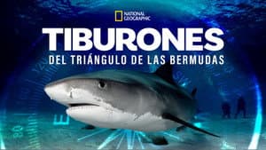 Sharks of the Bermuda Triangle — foto 9