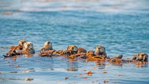 Oceans: Our Blue Planet — foto 3