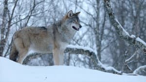 Winter's Hidden Wonders — foto 1