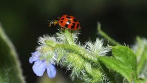 Life in the Undergrowth — foto 1