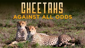 Cheetahs Against All Odds — foto 1