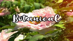 Bloom Skateboards Presents Botanical — foto 1