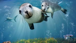 Sea Lions: Life By a Whisker — foto 1