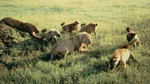 Eternal Enemies: Lions and Hyenas — foto 4