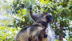 Tree Kangaroos: Ghosts of the Forest — foto 2