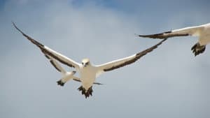 Gannets: The Wrong Side of the Run — foto 1
