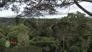 Botanist Francis Hallé Explains... — foto 4