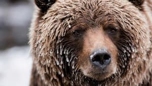 Wild Canada — foto 1