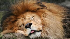 Le sommeil des animaux — foto 1