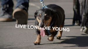 Live Long Die Young — foto 1