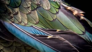 The Birds of Play — foto 1