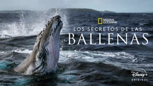 Secretos de las Ballenas — foto 11