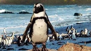 On the Wings of Penguins — foto 1
