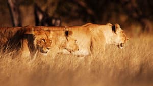 Wild Botswana — foto 8