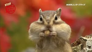 日本列島生きもの超伝説 劇場版ダーウィンが来た！ — foto 1