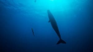 Freediver — foto 5