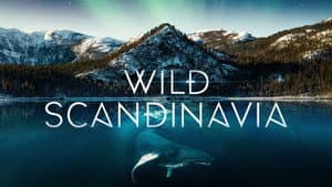 Wild Scandinavia — foto 2