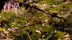 The Answering Furrow — foto 1