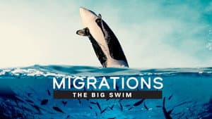 Migrations: The Big Swim — foto 2