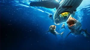 Shark Week 30 Años — foto 3