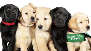 Pick of the Litter — foto 4