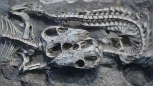 The Origins of Mammals — foto 1