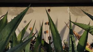 Corazón de Maguey — foto 1