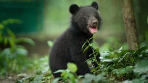 El osezno tibetano
