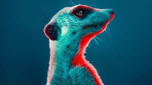 Meerkat Manor: Rise of the Dynasty — foto 1