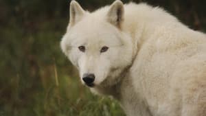 The Trouble with Wolves — foto 3