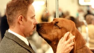 El perro ganador — foto 7