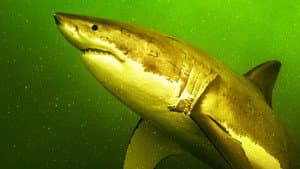 Return of the White Shark — foto 1