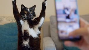Cat Daddies — foto 2