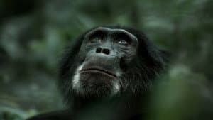 Rise of the Warrior Apes — foto 3