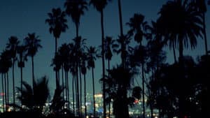 Palm — foto 1