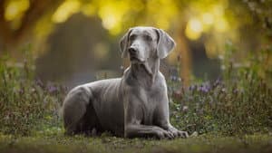 Dogs 101 — foto 1