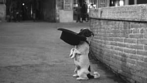 Umberto D. — foto 11